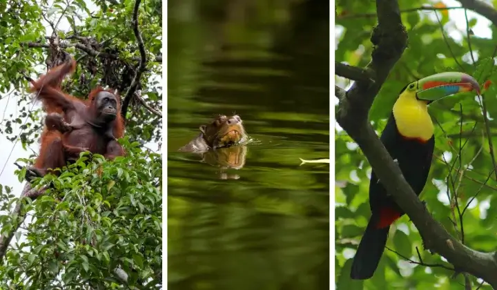 Manu - Laboratory of biodiversity