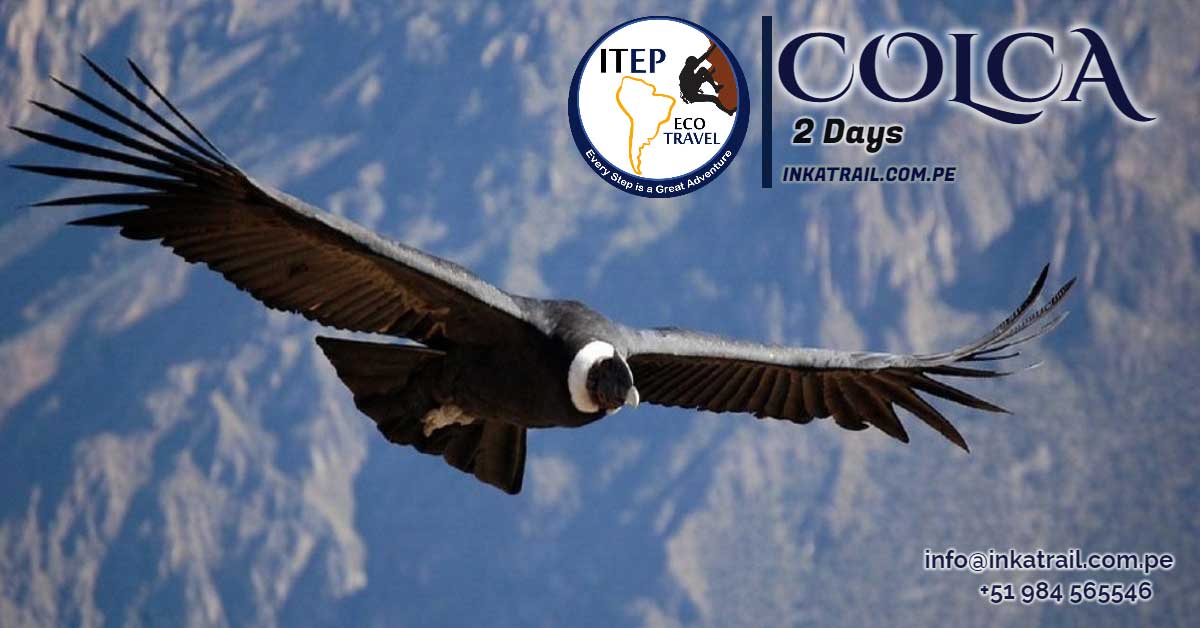 flight of condor,condor,cusco,chonta,limatambo