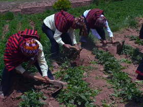 Potato cultivation in Andean communities
