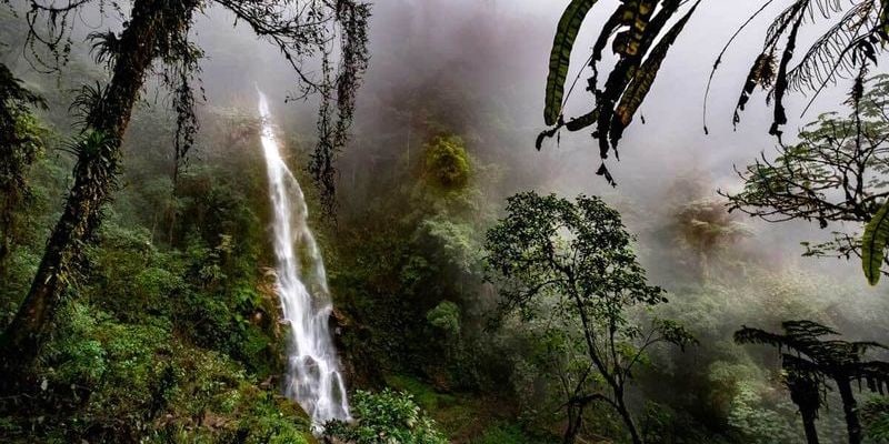 img-Descending into the Cloud Forest