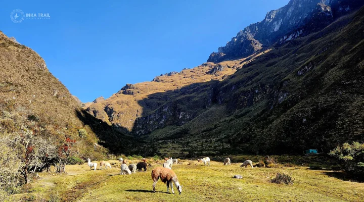 Llulluchapampa Camino Inca Pradera Llulluchapampa en el Camino Inka