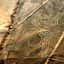 day 4 - NAZCA LINES OVERFLIGHT - AREQUIPA