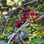 Coffe experience at Salkantay